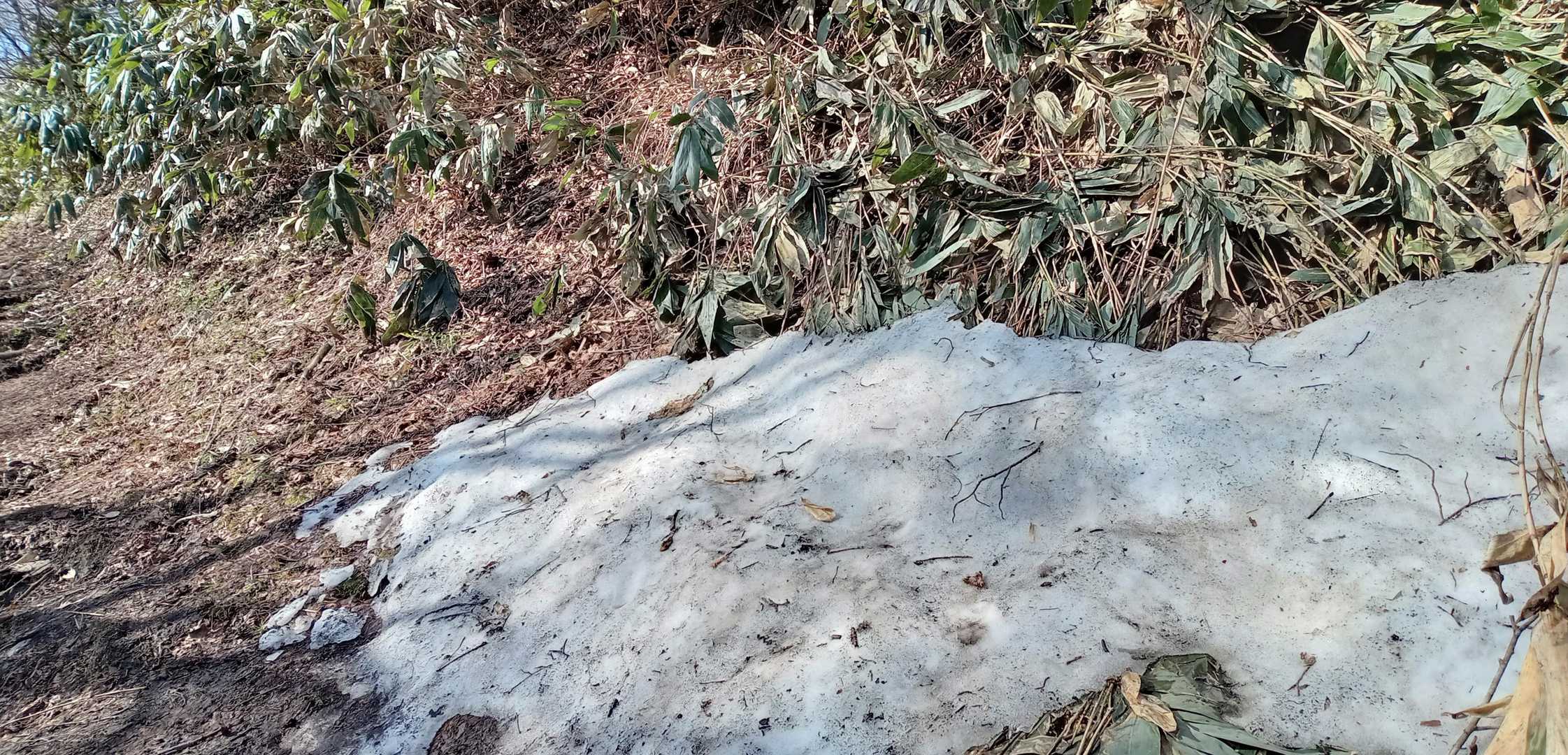 気温はかなり上がりましたが
まだ残雪が😆
雪があると踏みたくなるのは雪無し県の習性かな笑🤭