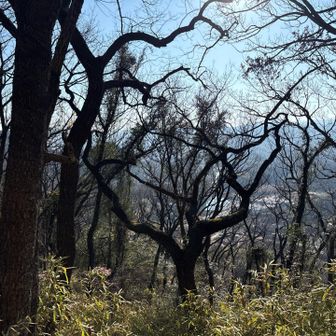 木の雰囲気が🪾イイ♪
