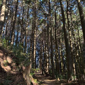 歩き慣れた町石道に合流しました