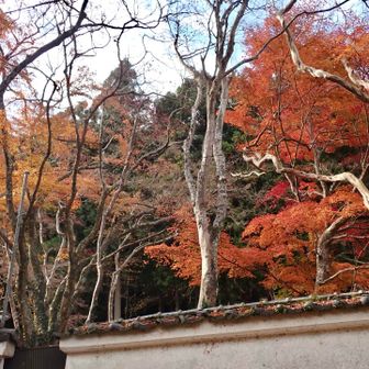 土塀の向こうに紅葉
まだまだ見頃の木も残っていました