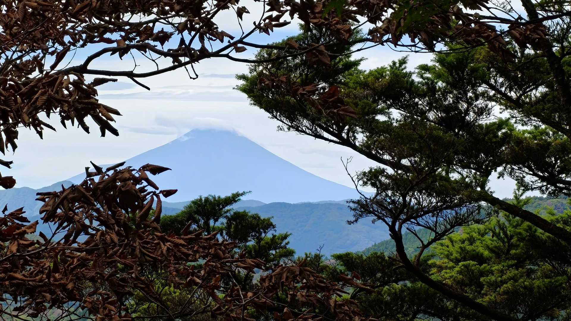 お〜、木々の間から見えた富士山🗻。
期待してなかったけど、大岳山から富士山見えるかもな〜🤭