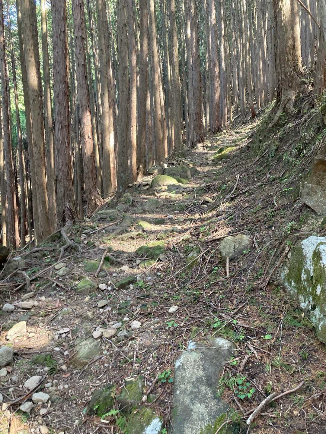 ずっとこんな感じで稜線まで。