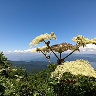 げざんもにがて