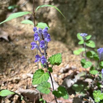 この辺り、タツナミソウ畑！