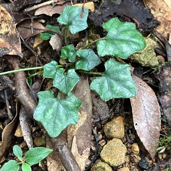 キッコウハグマもいます　ここは閉鎖花