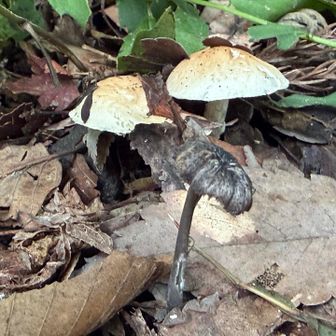 🍄