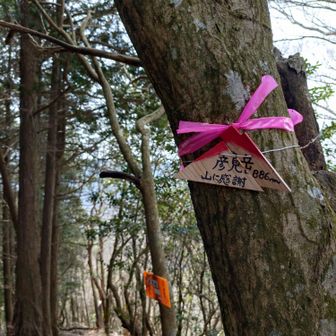 彦見岳▲886m通過🚶