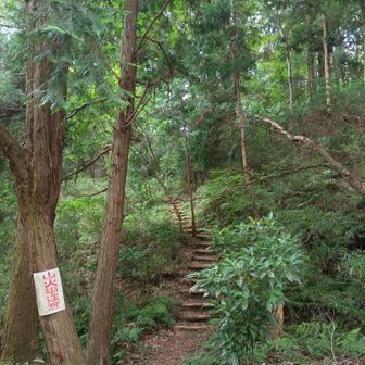 緑がキレイ