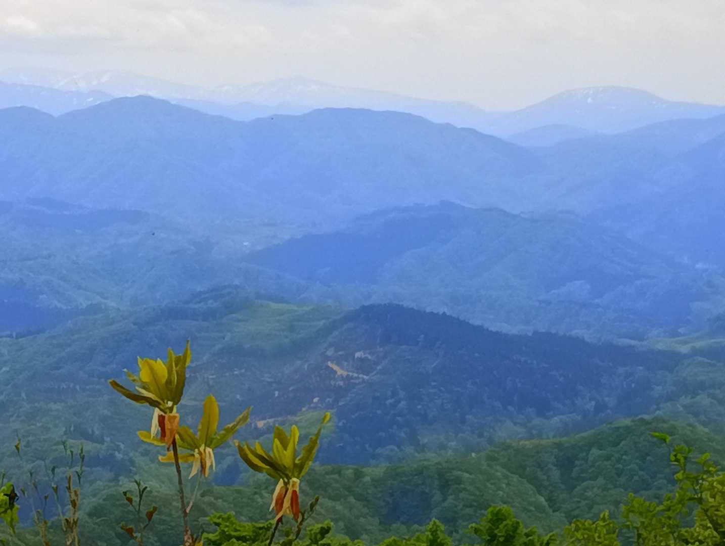 白木峠登山口-白木峠 往復コースの写真
