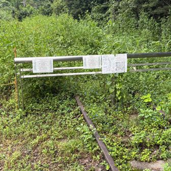 ここで線路が藪に覆われて途切れた