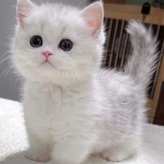 おやまにゃんこ