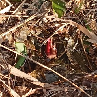小屋の前には春の訪れ
座禅草が芽を出す