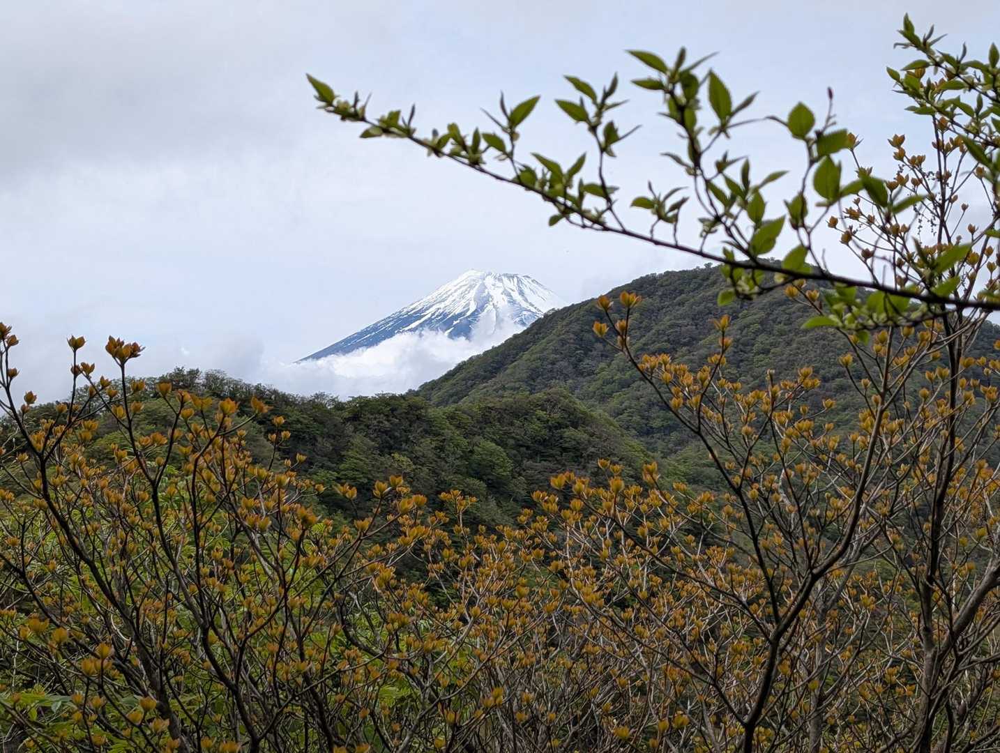須山愛鷹登山口-富士見峠-黒岳-富士見台-越前岳-呼子岳 周回コースの写真