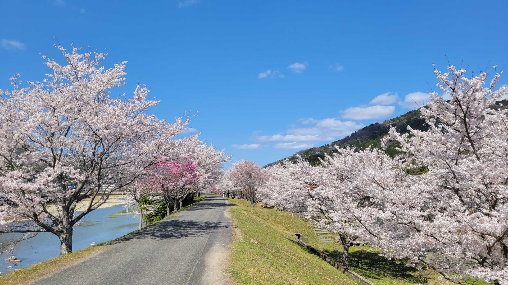 終始桜満開🌸
動画もみてね🎵
https://youtu.be/QeTXF6kuwV0