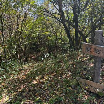車道戻って、
登山道の続き🥾
