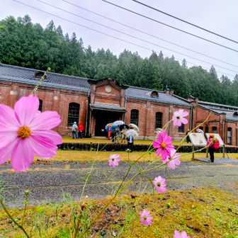 コスモスと丸山変電所