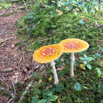 そしてこの先はキノコの森。まずはピカピカの美人姉妹。