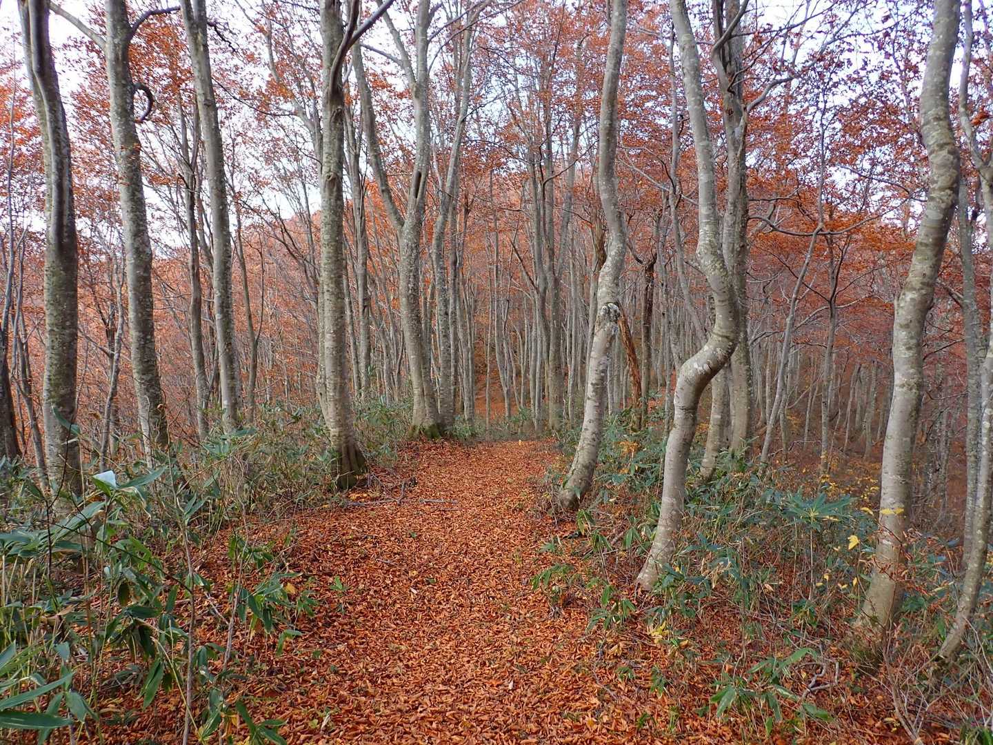 七滝山・木和田山登山口-水源広場-七滝山 周回コースの写真