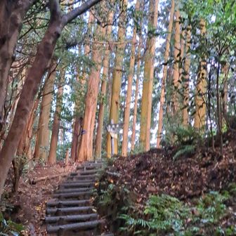 明るい分岐