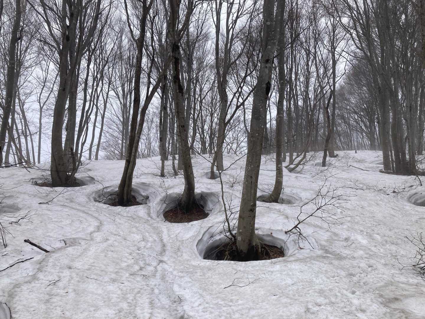 よくも綺麗にツリーホールが。