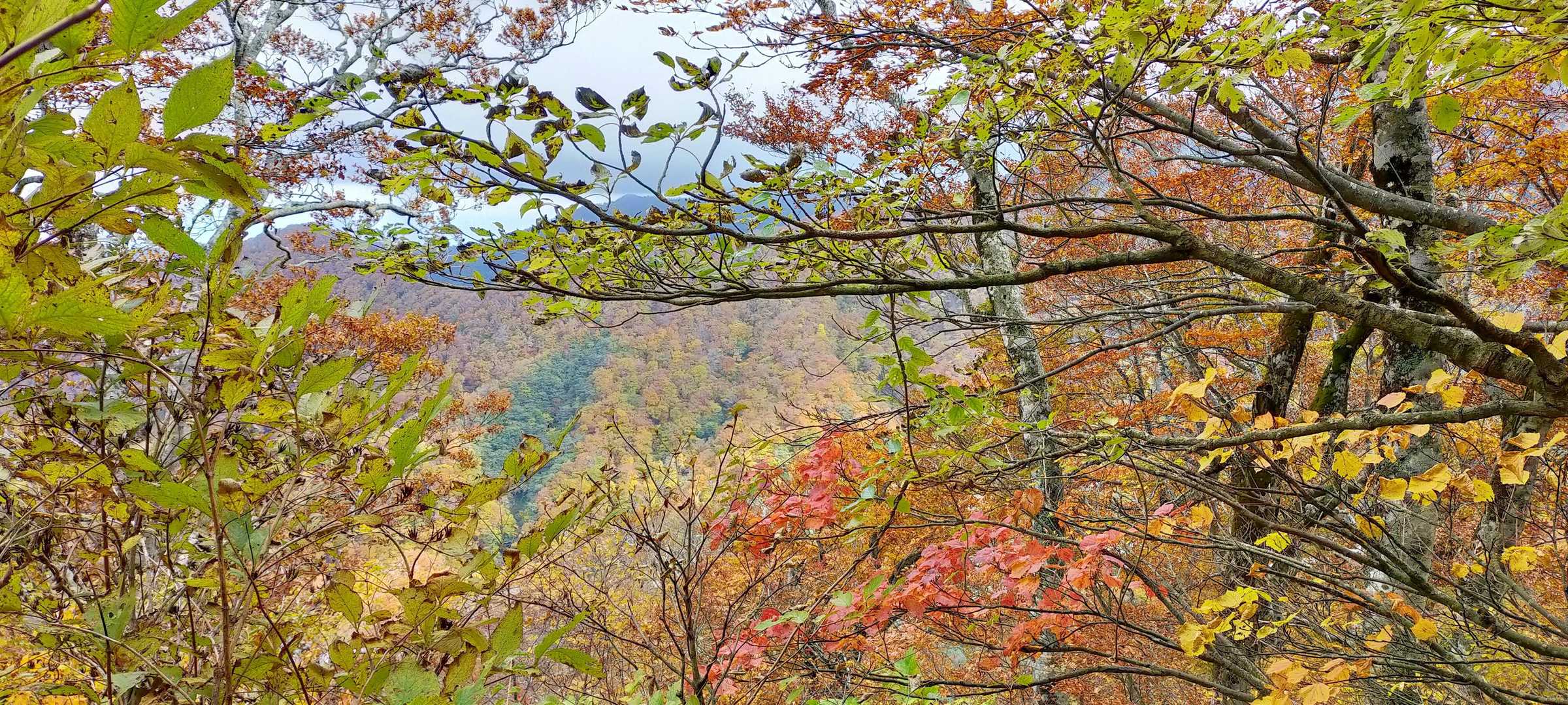 行者登山口-大山夏山登山口 周回コースの写真