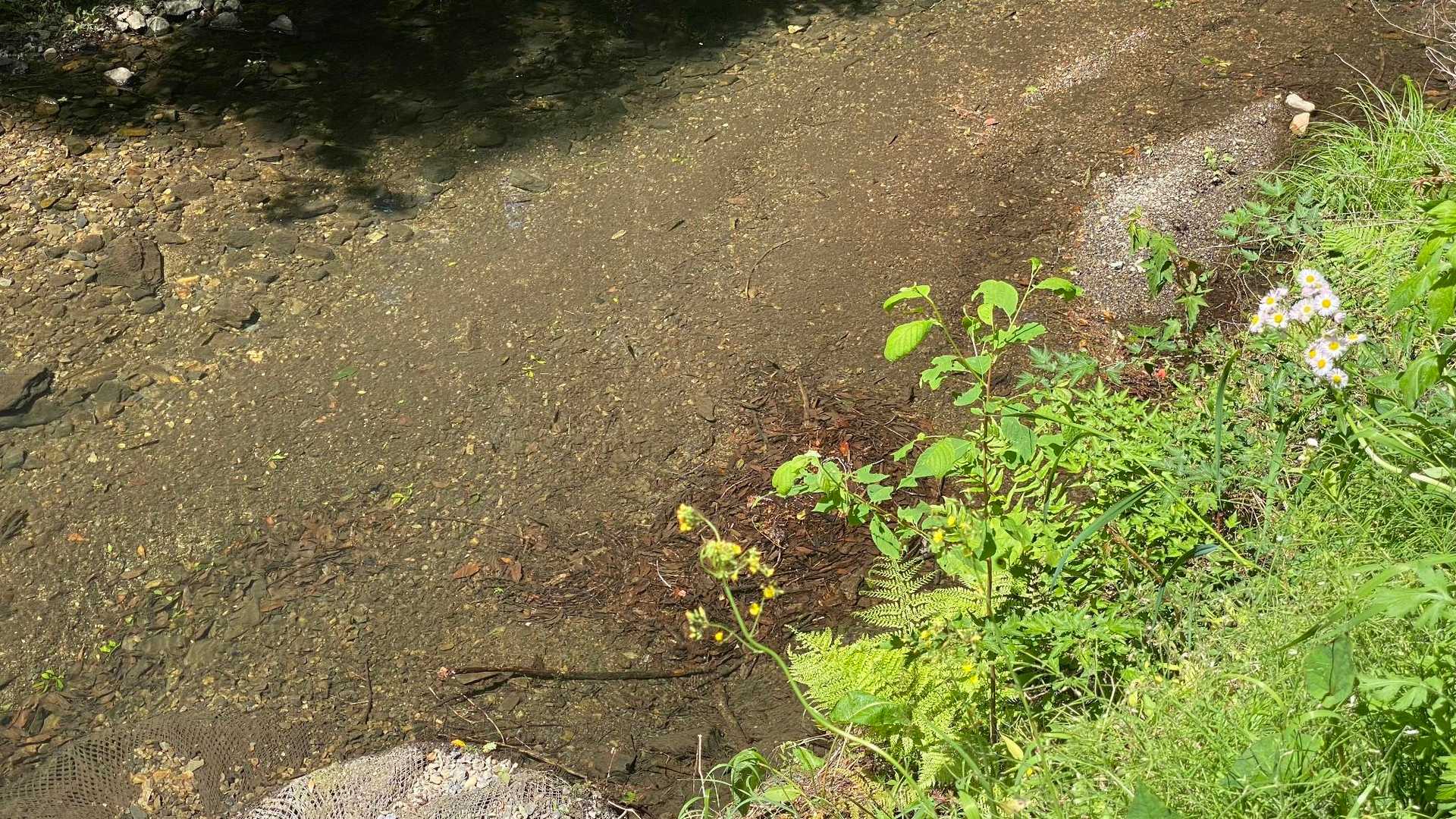 🐟いました