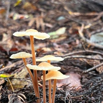 🍄