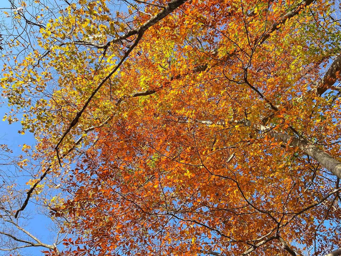 見上げた紅葉