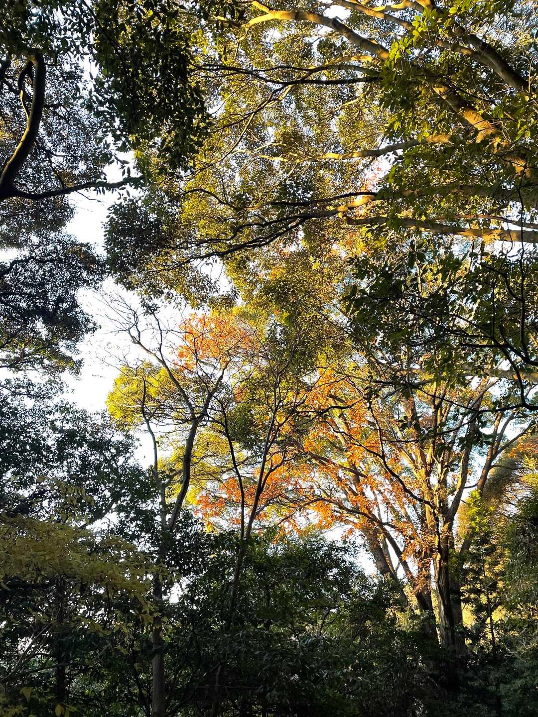 梅田峠-神石山 -西テラス 往復コースの写真