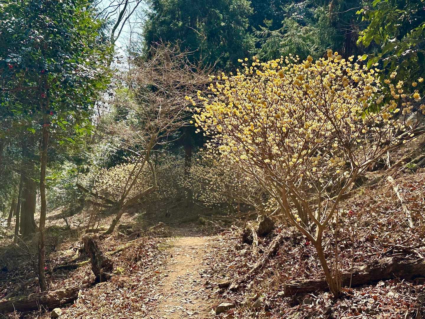 地元のおばさんが何年も前から植えてこられた
ここのミツマタも立派に育ってきました