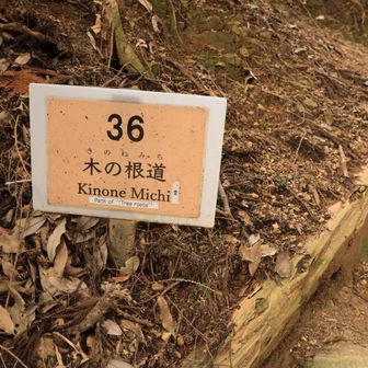 木の根道