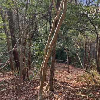 松尾山古道を使って下山。