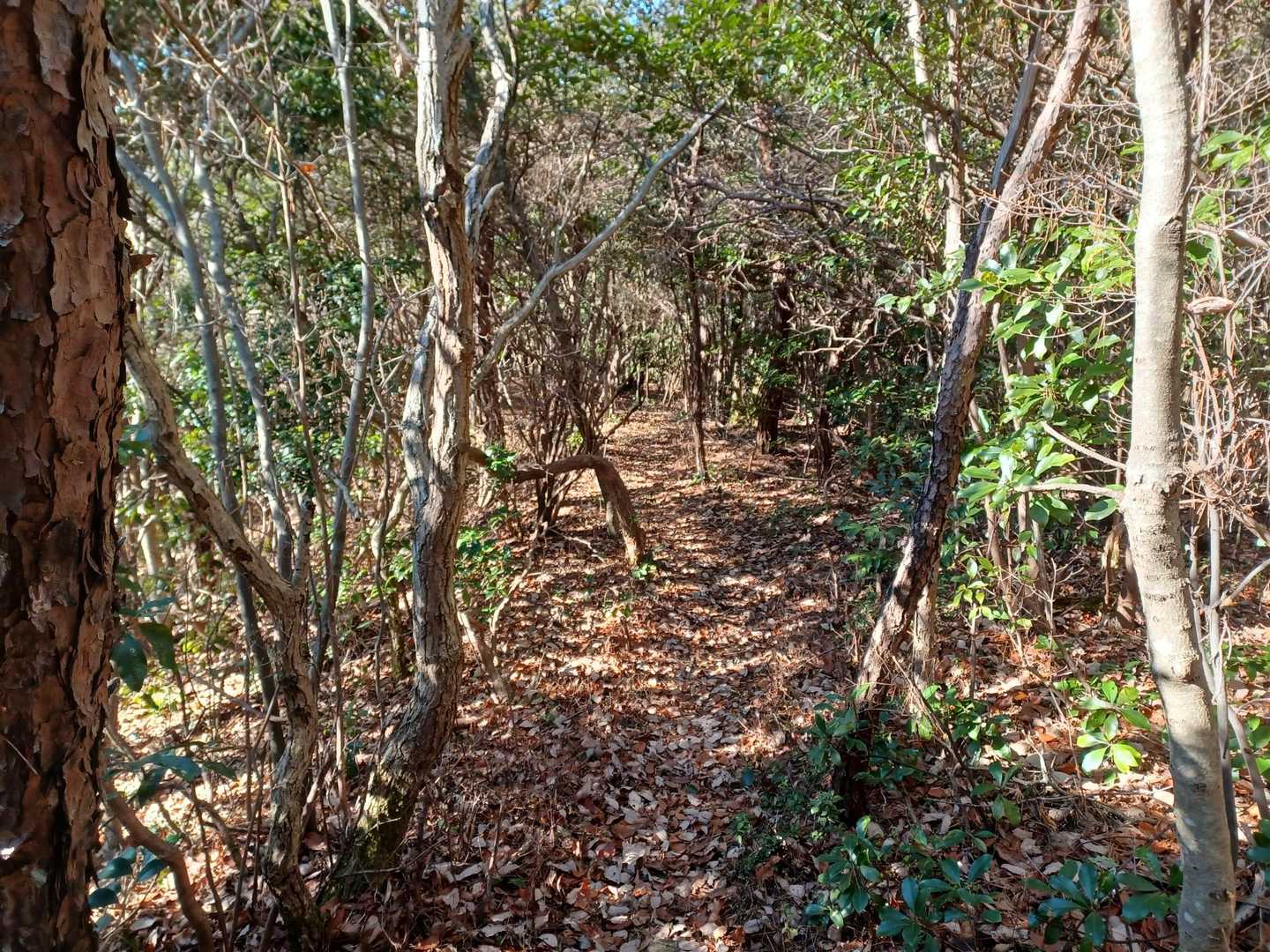 先にもしっかり登山道が続いています