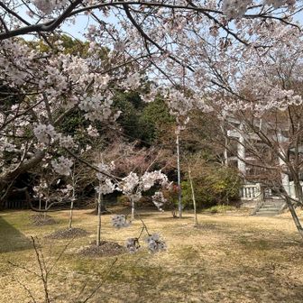 降りてくると桜が咲いていました🌸🌸