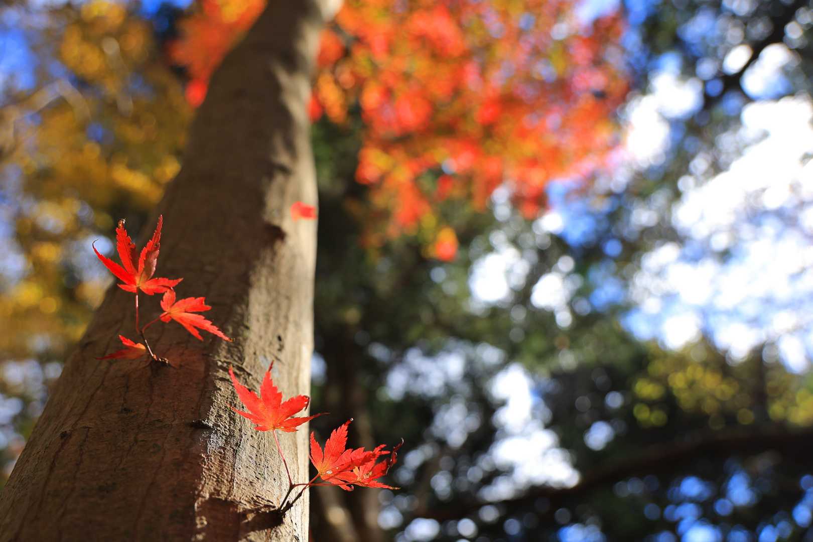 🍁