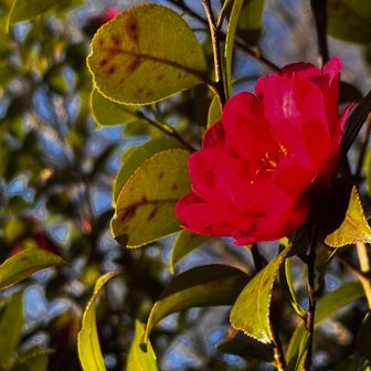 サザンカも沢山咲いていました。

お疲れ様でした☺️
