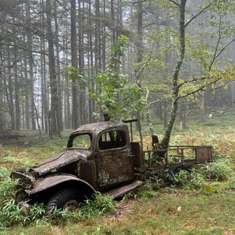 荷台から木が生えている。70年以上ずっとここにいる。