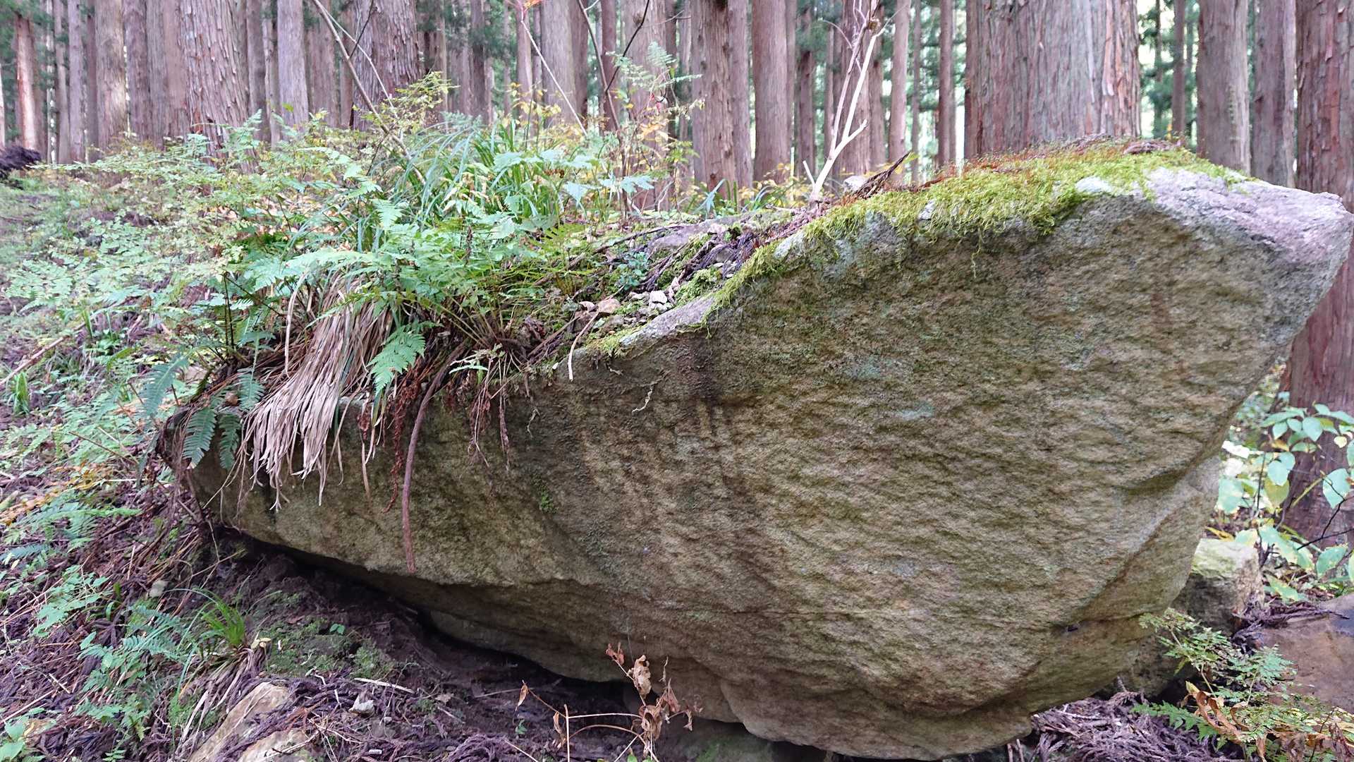 まるで方舟のようです