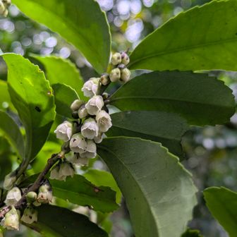 ヒサカキ
※Google検索