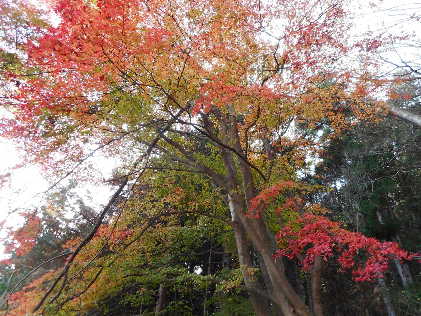 高川山 周回コースの写真