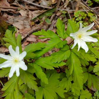 キクザキイチゲ❀