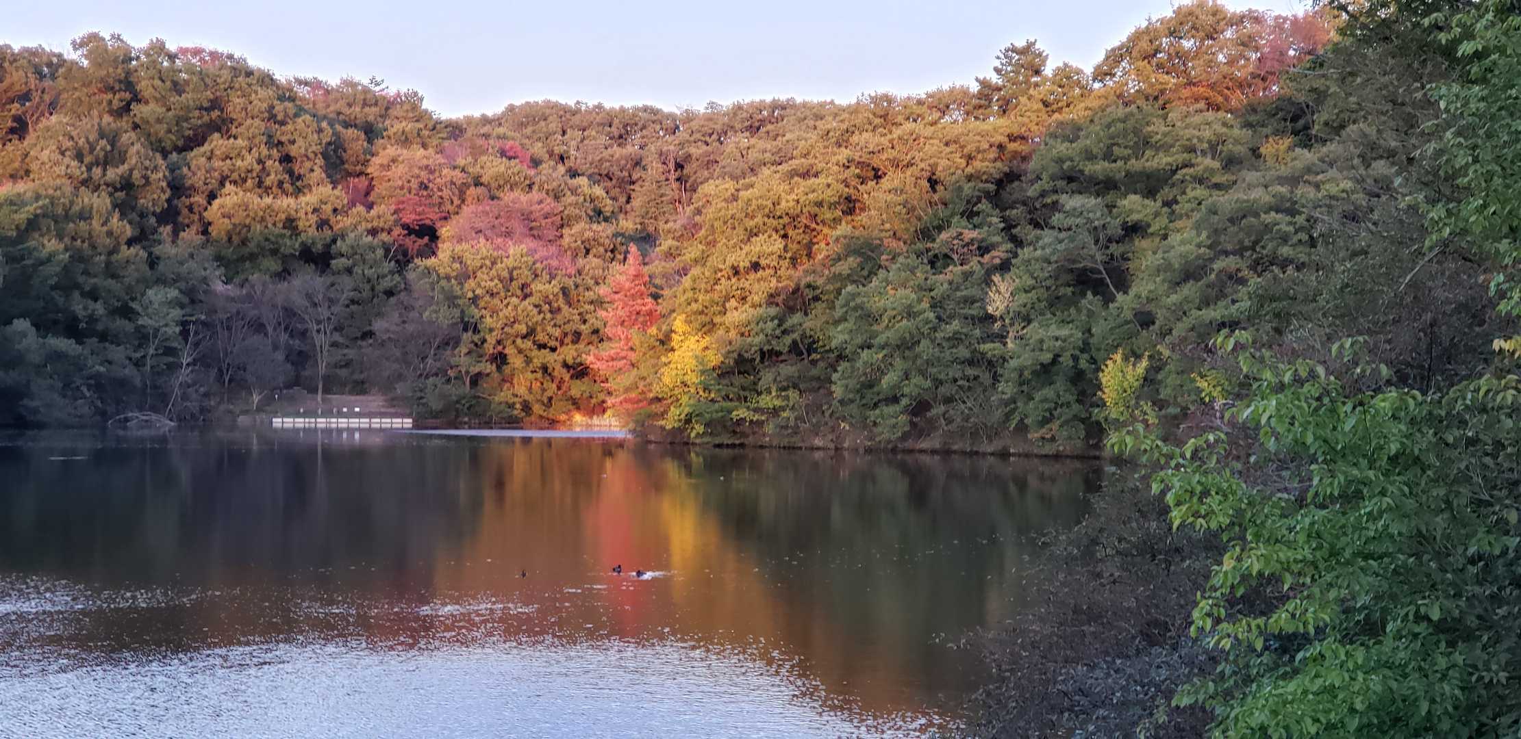これくらいの紅葉でも綺麗です。
見頃はもう少し先かな。