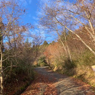 紅葉はもう終わりですね。