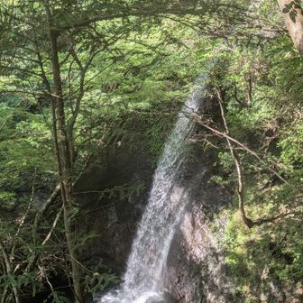 高滝の上部。
後で知った。これが猫滝。そして、滝壺に下りたら、滝の裏側にまわれたみたい。
飛び込みしてるレポもあった。