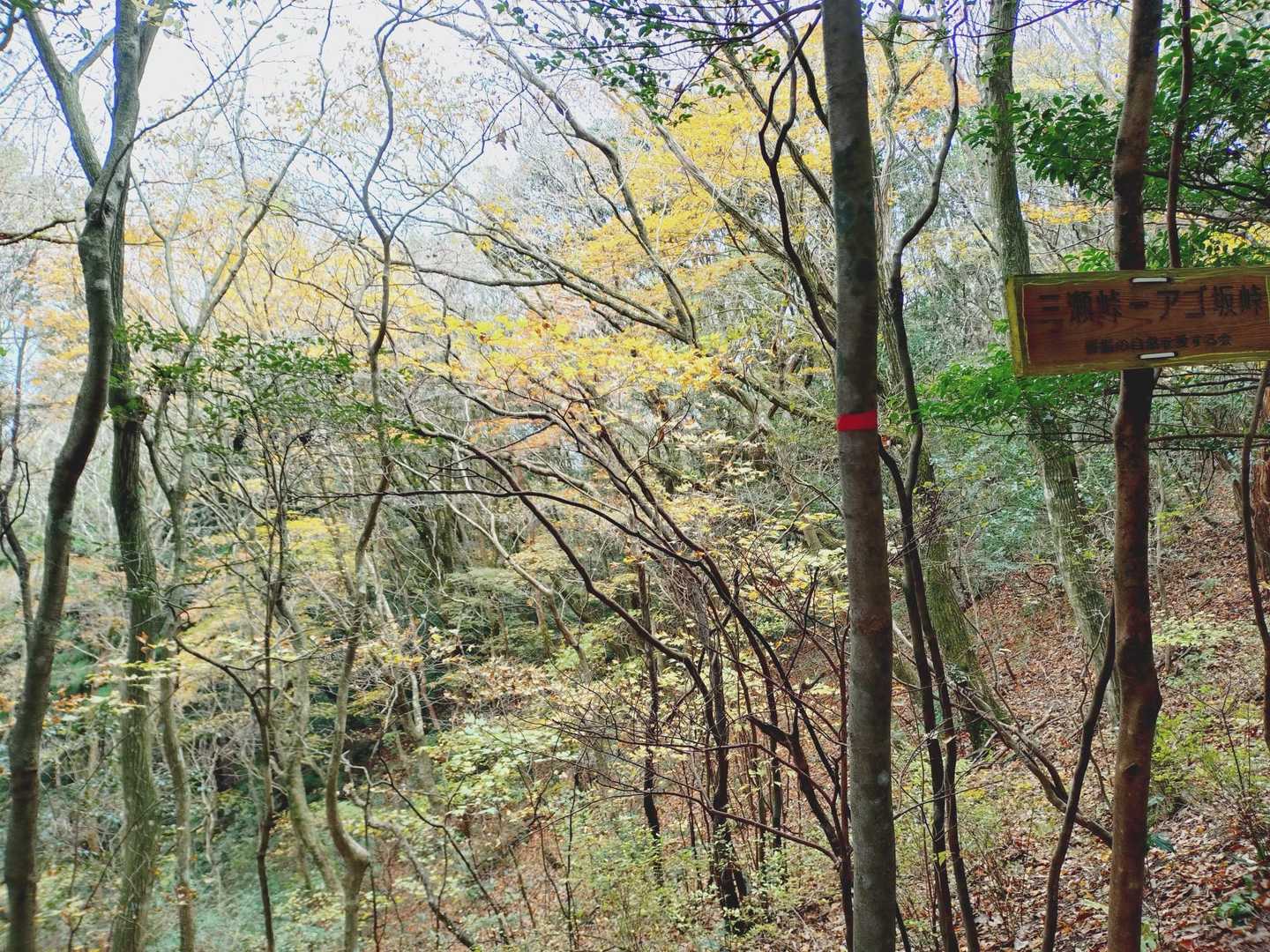 金山登山口-アゴ坂峠-城ノ山-三瀬峠 縦走コースの写真