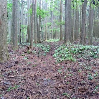 登山道。きれいに整備されています。