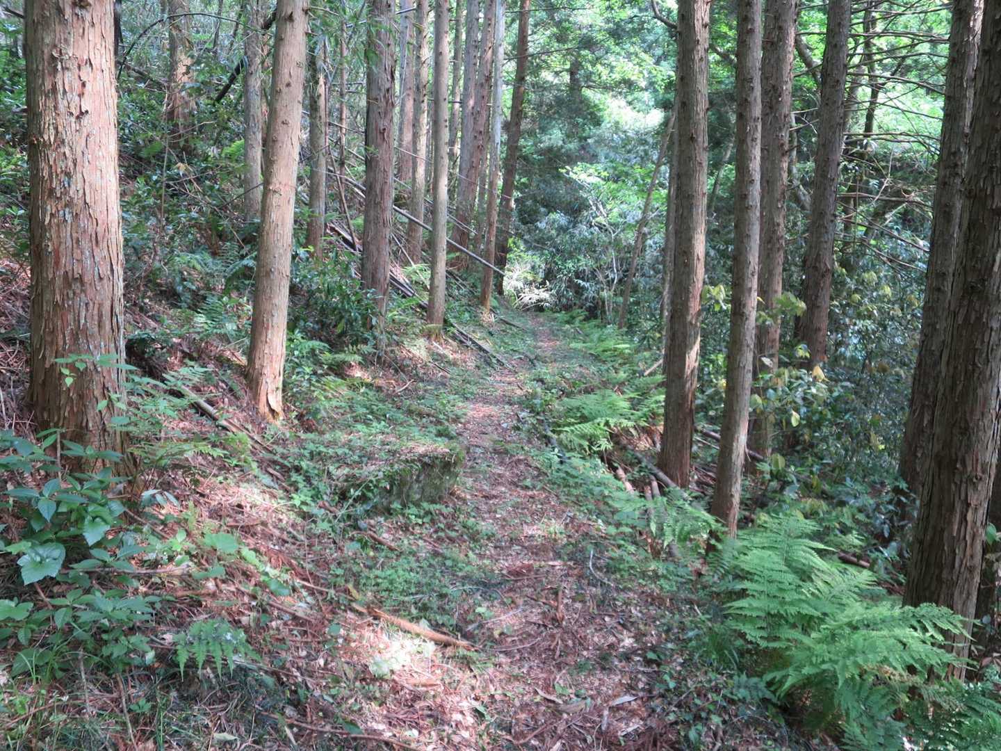 歩きやすいです。🚶