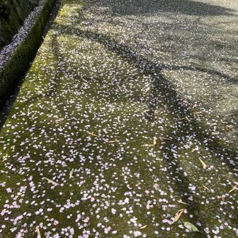 桜🌸道…🏃‍♀️💨