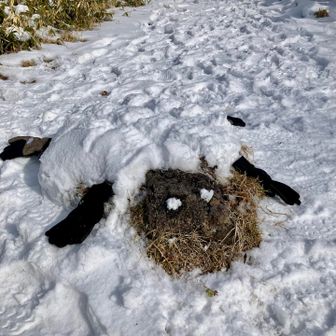 甲羅はメロンパンのようだねとなり
写真で見ると羊のショーン🐏？