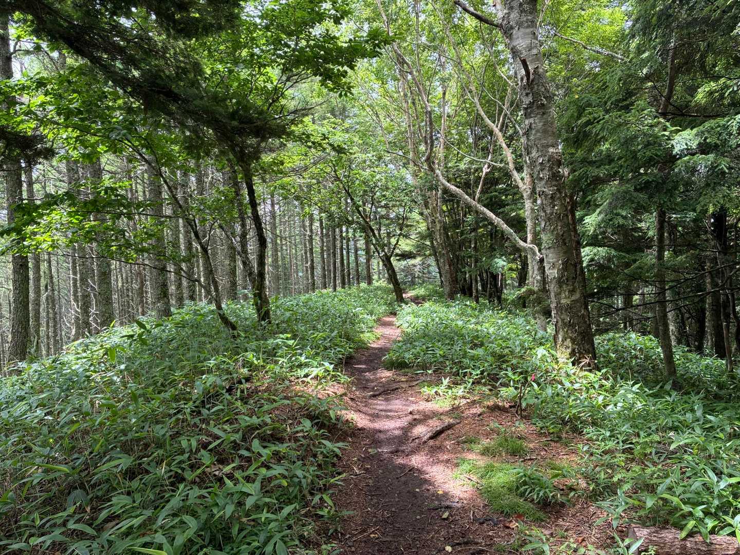 降るかなと思っていたら
晴れてきました